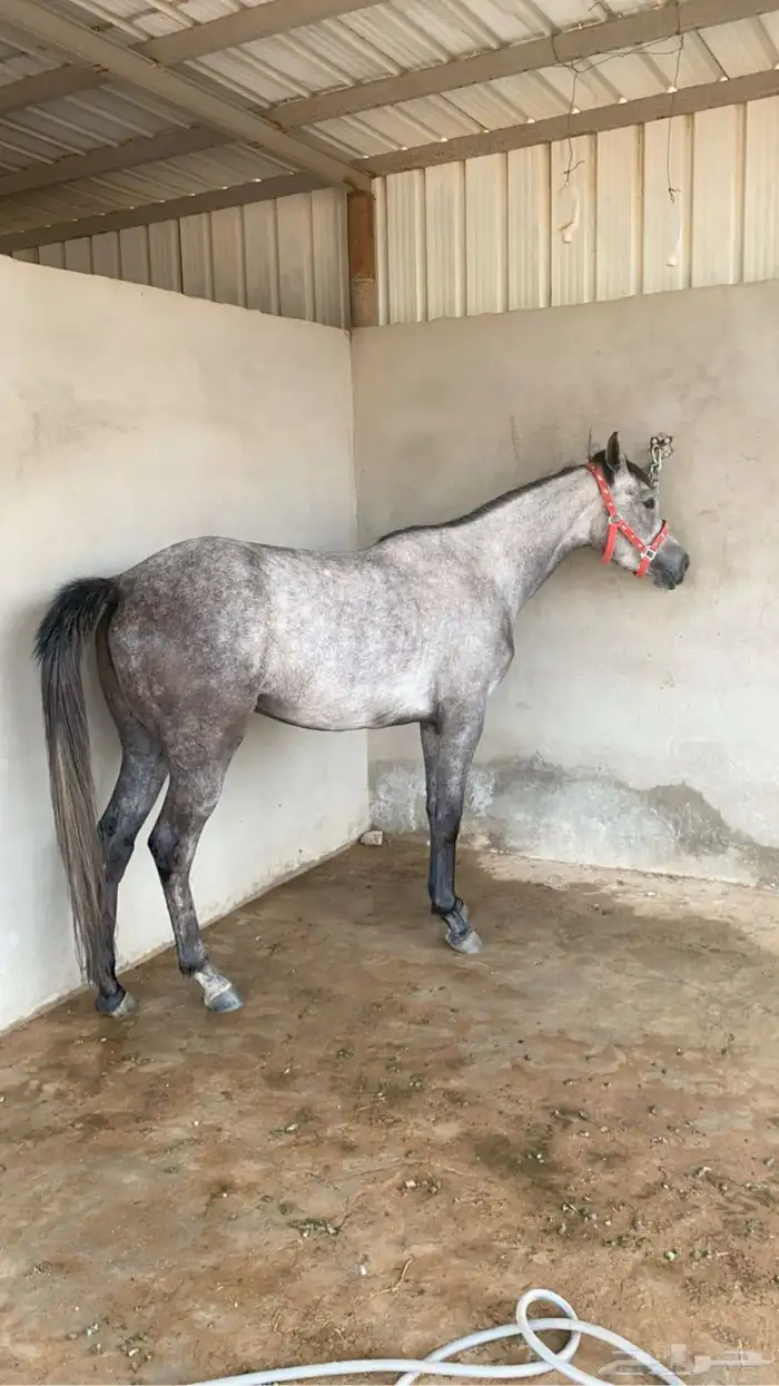 فرس عربية شعبية 0