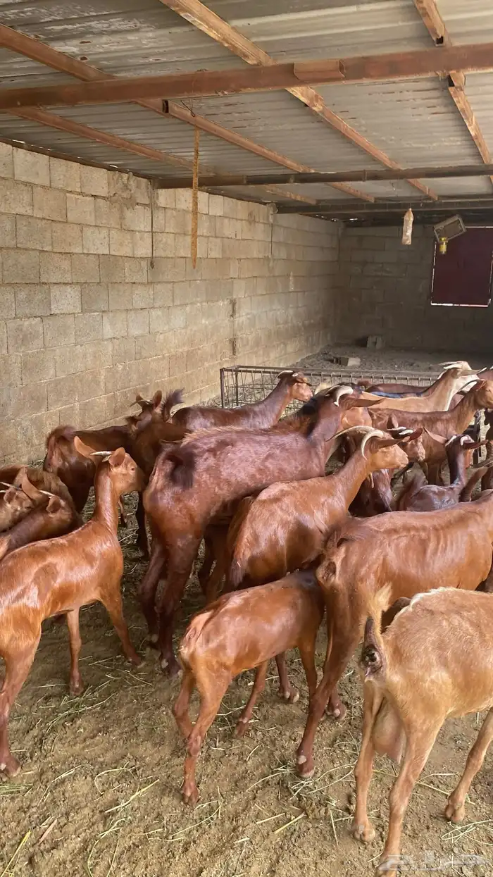 معزا دهم للبيع 11