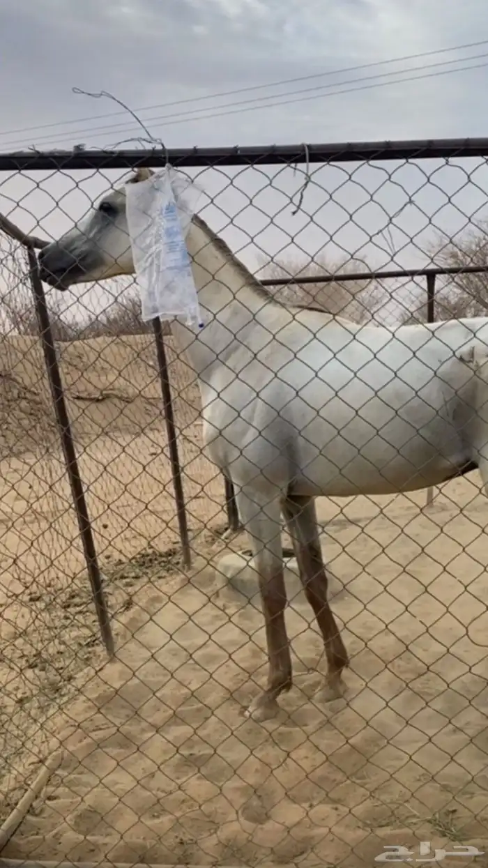الحصان كاسب 5 كسبات كلها فنجران   مقاطعه واجده التواصل خاص 3