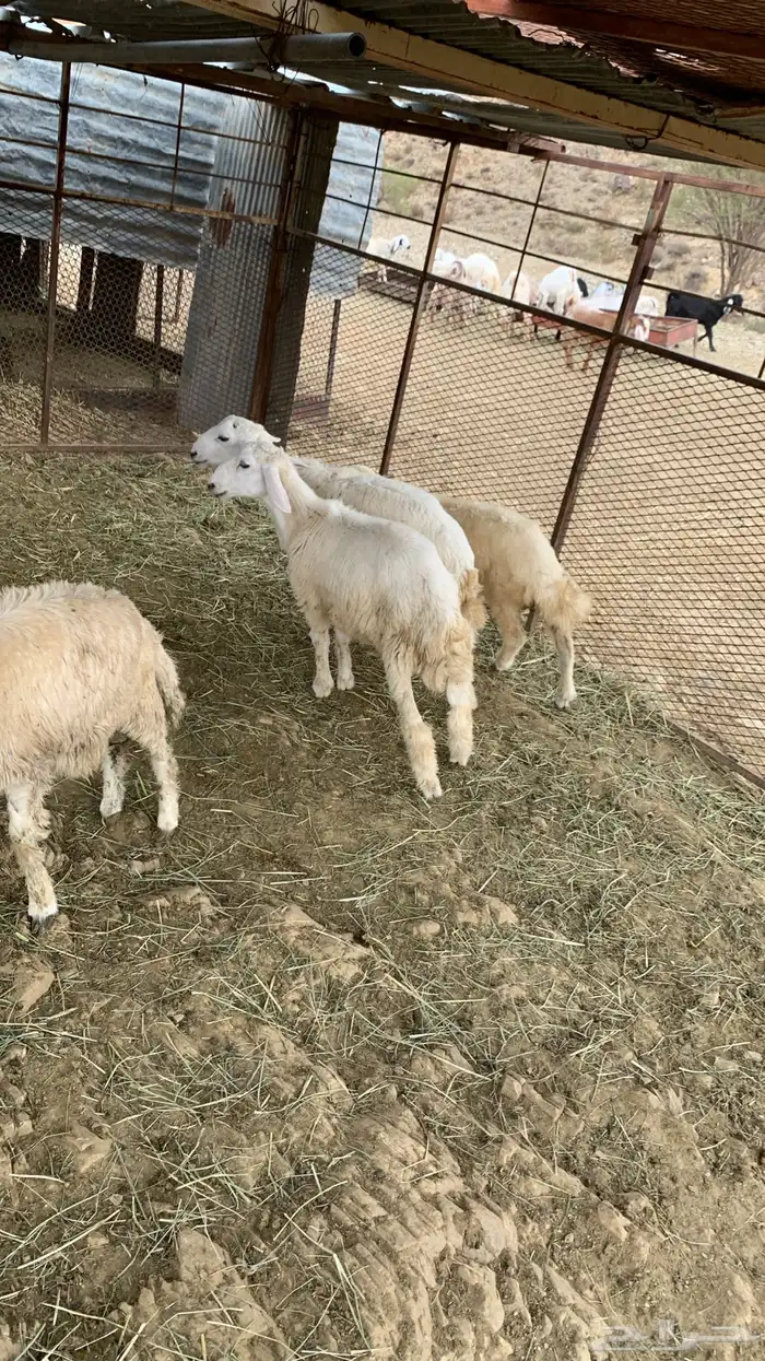 طليان وا رخال 6