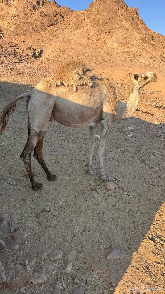 ناقه متلي للبيع 0