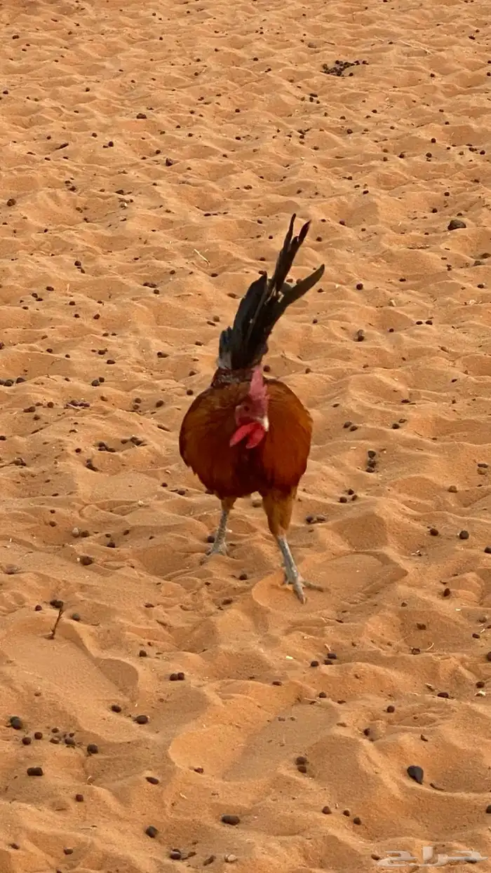 ديك للبيع شرط 3