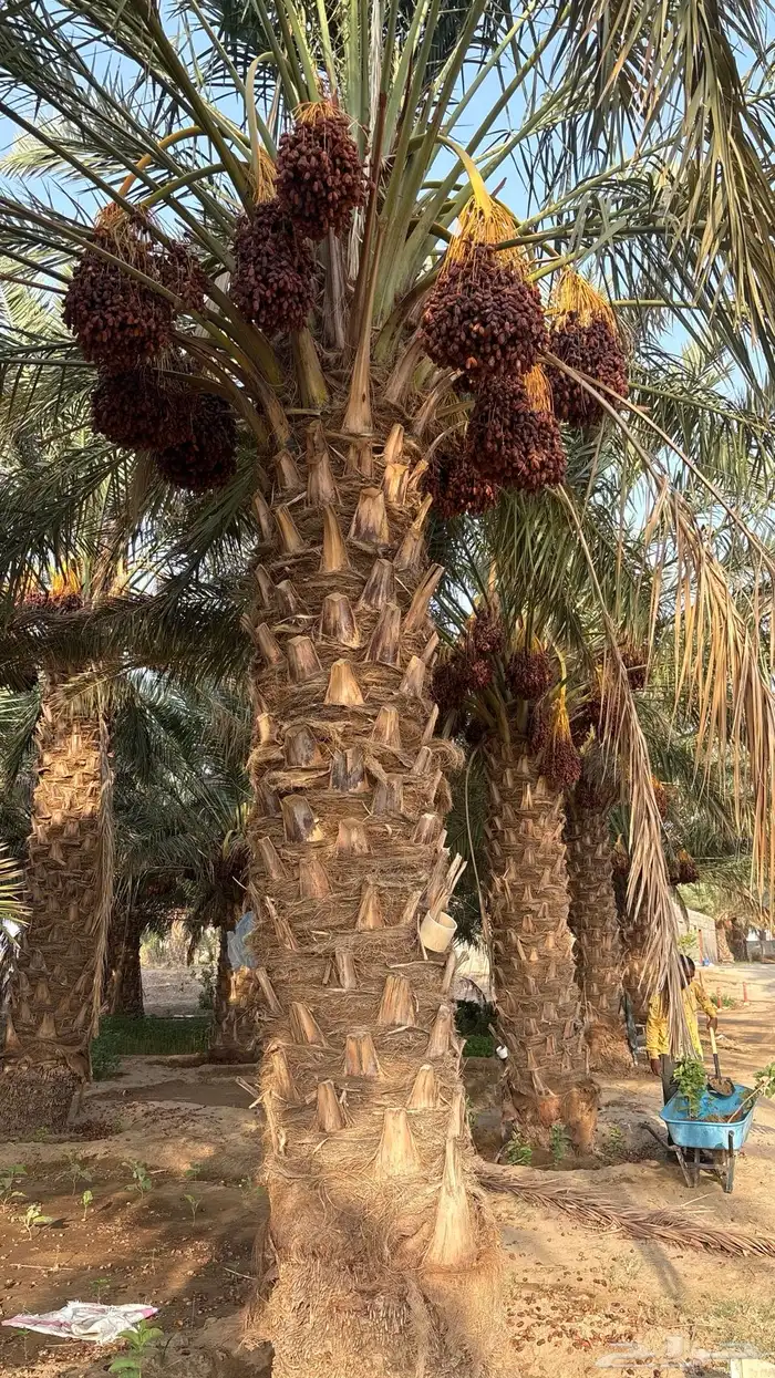 ثمرة مزررعه للبيع 0