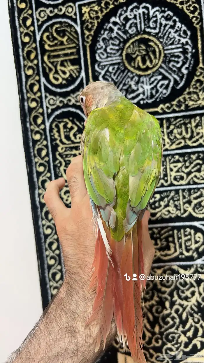 ذكر كنيور اناناس اليف واللعوب اللي يبغى الزين يلحق عليه 1
