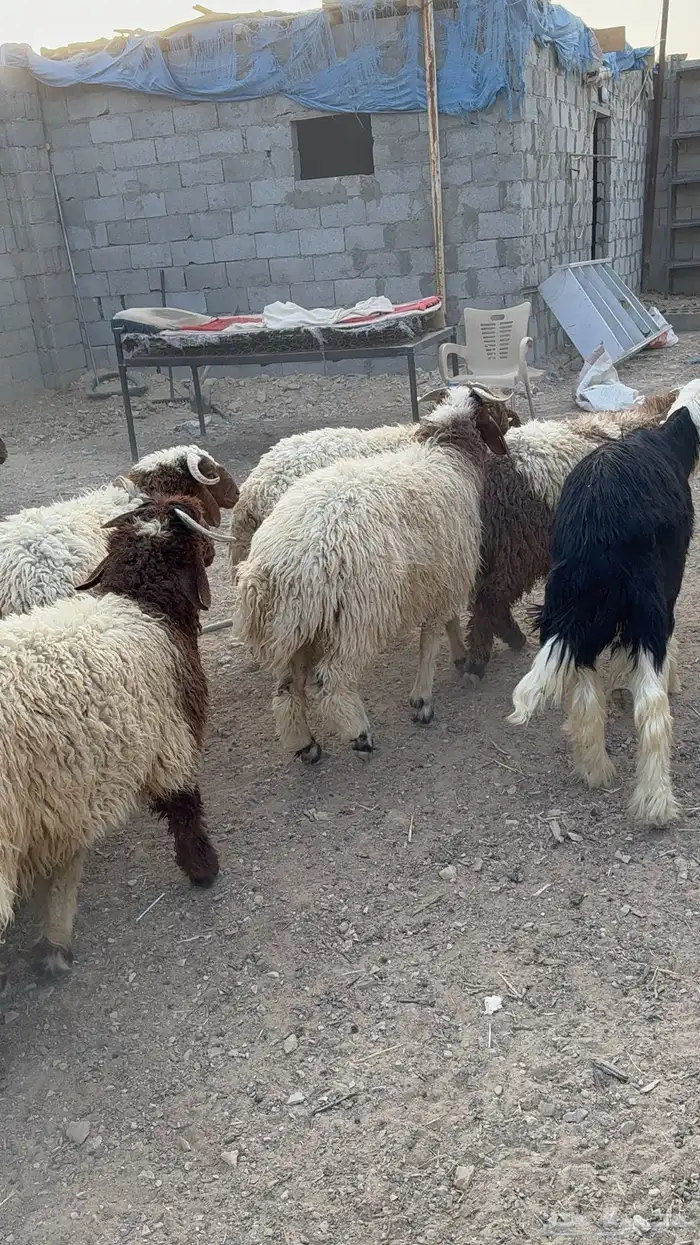 طليان نعيم كناور جذعان 27