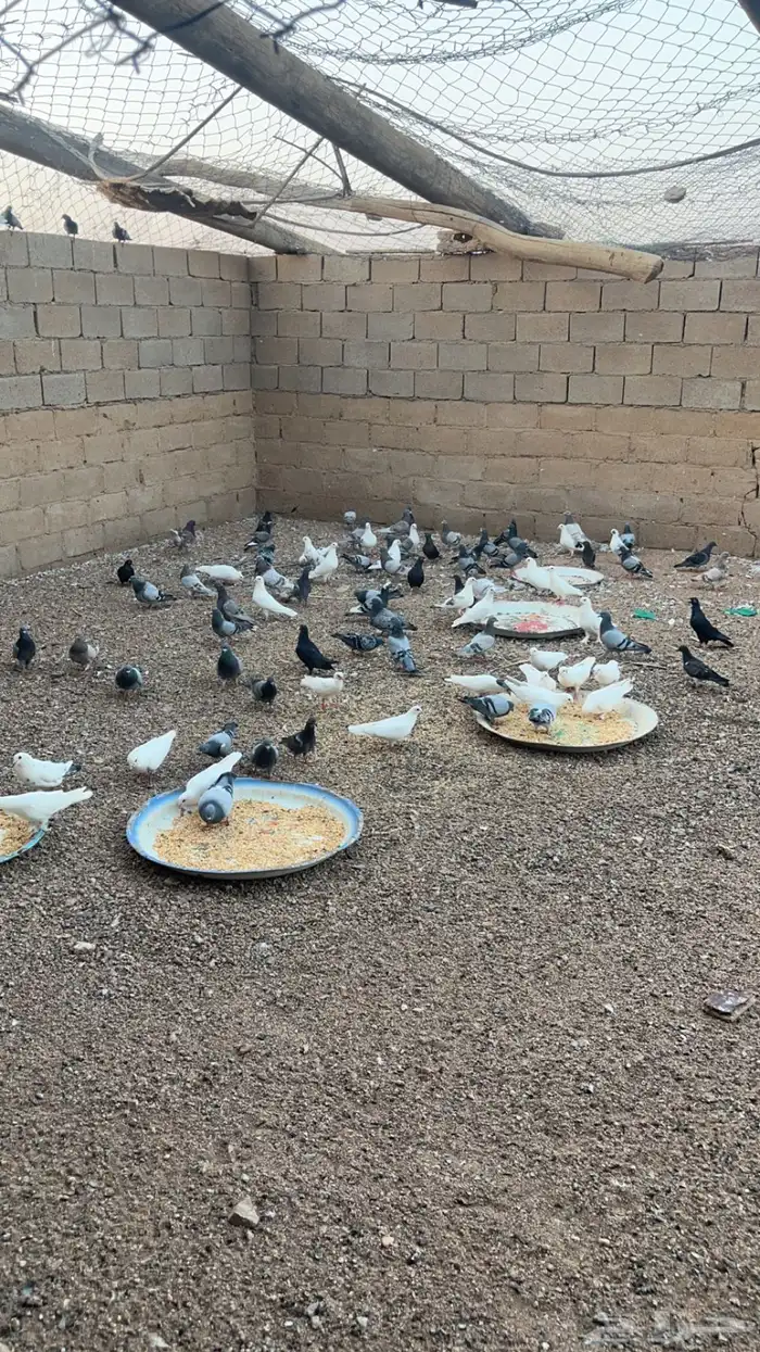 حمام فرنسي وزاجل 9