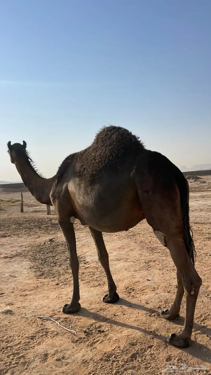 للبيع ناقة مجهم 2