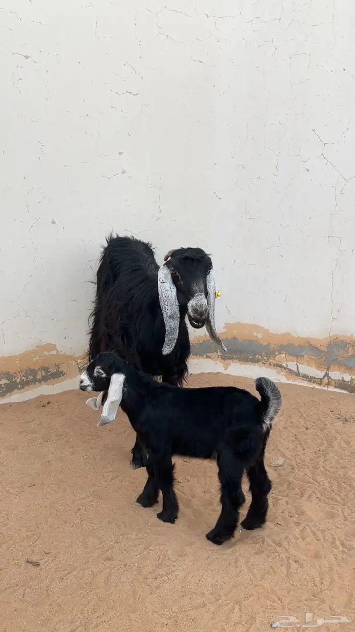 عنز عارضيه 0