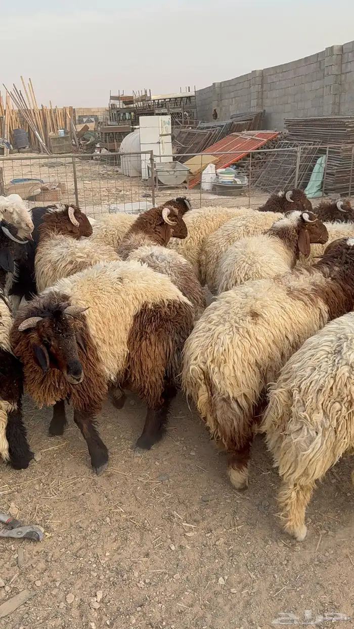 طليان نعيم كناور جذعان 4