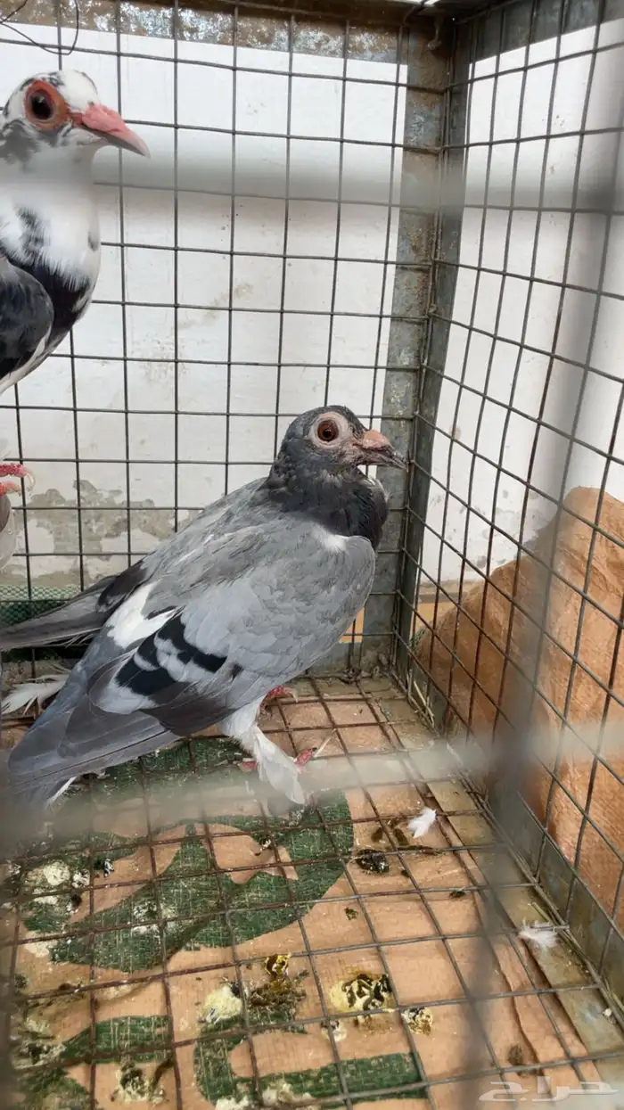 حمام حساوي 0
