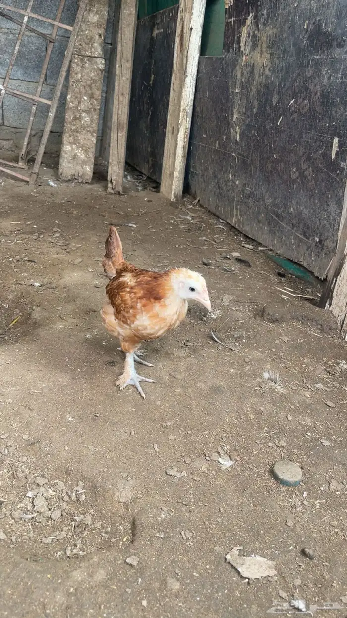 دجاج مشكل 1