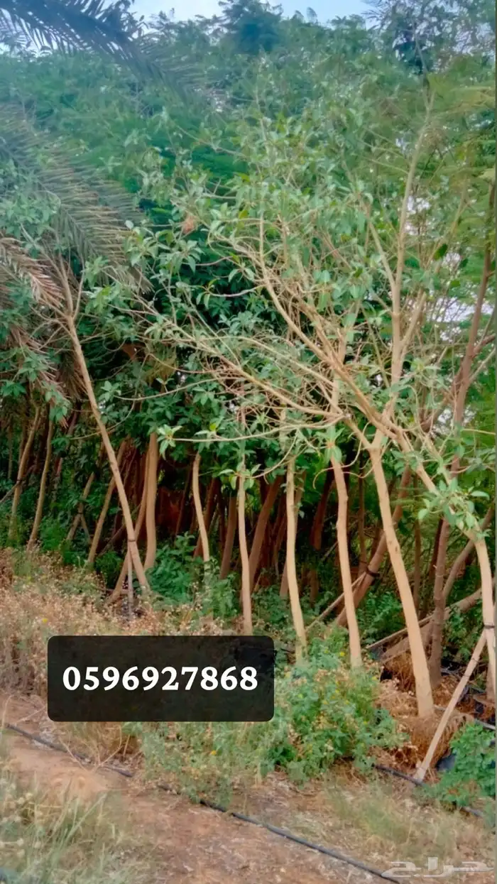 توريد جميع الاشجار 3