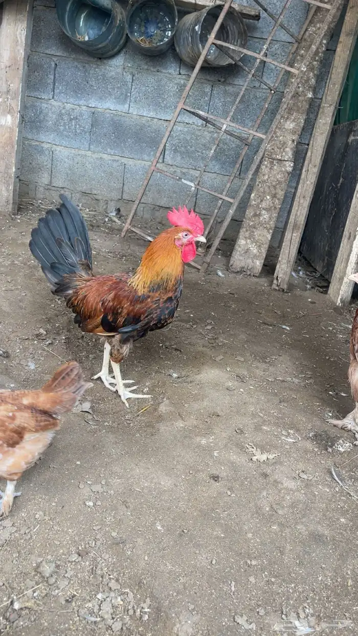 دجاج بلدي محصن 0