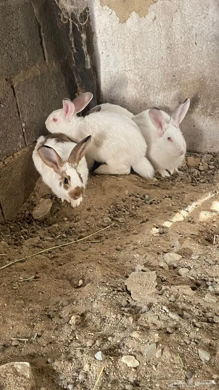 أرانب بابيون بيور 0