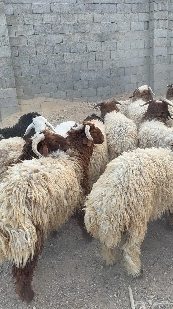 طليان نعيم كناور جذعان 25