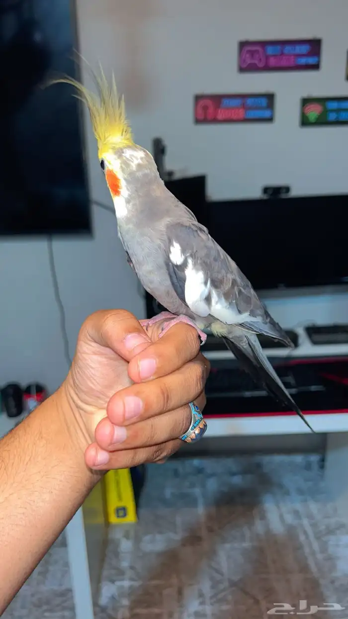 كروان ذكر ثلاثه شهور ونص وليف 2