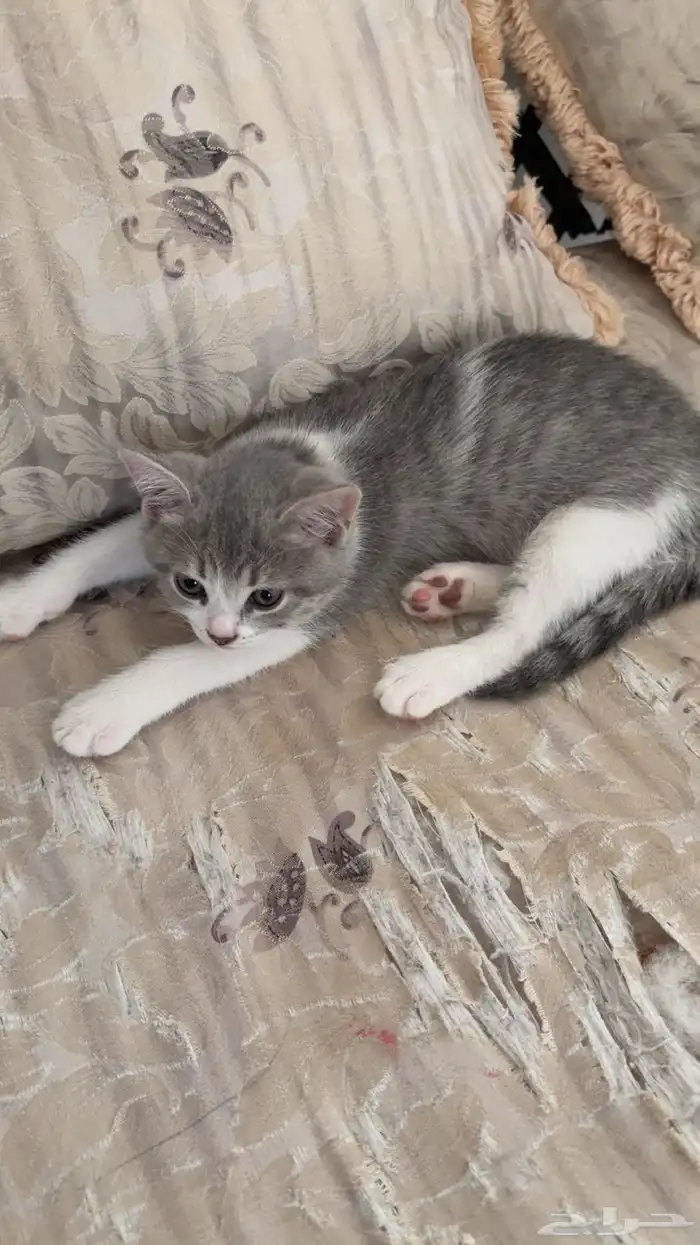 بسس للتبني 6