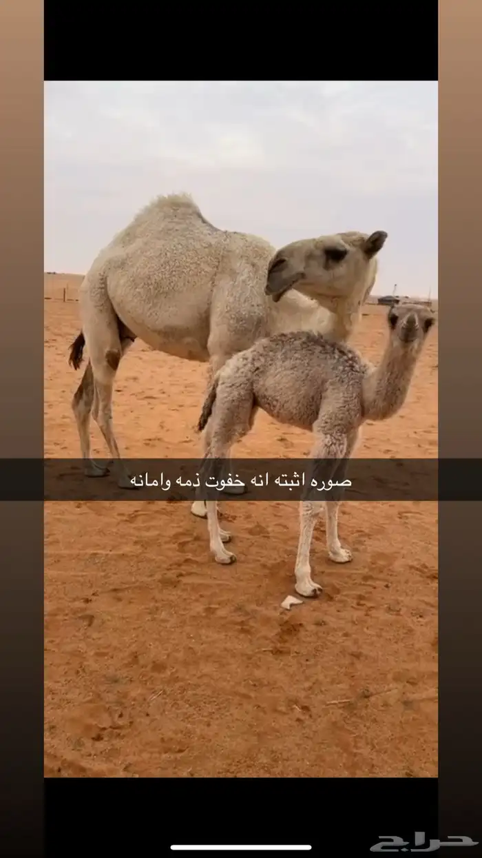 خفوت وضحا 1