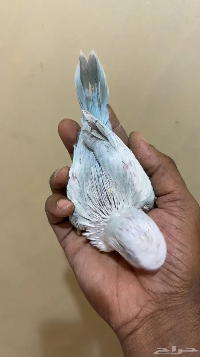 فرخ كويكر سنو وايت 2