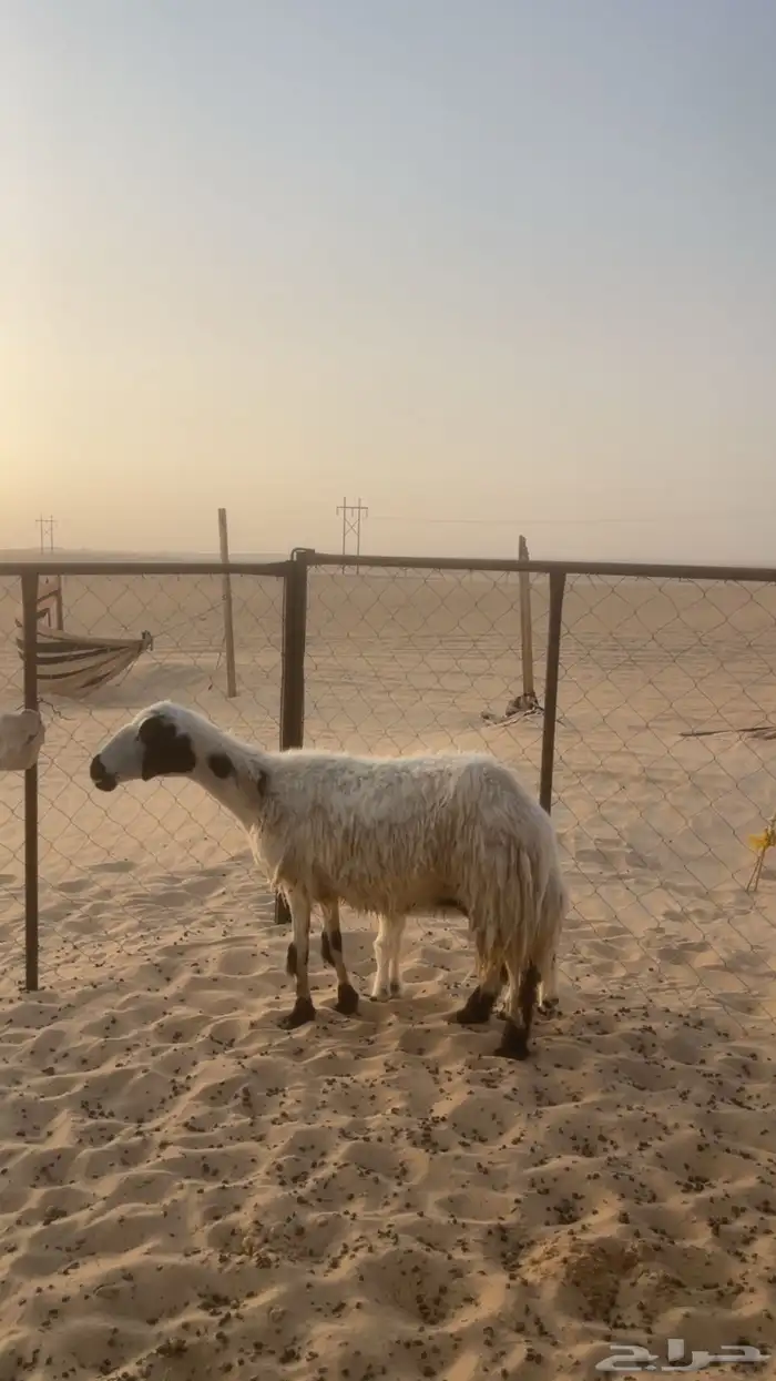 رغوث حريه ومقرعه على فحل خصم 0