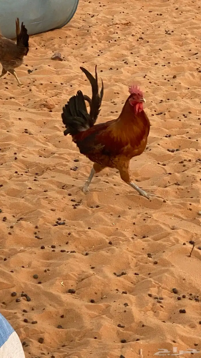 ديك للبيع شرط 4