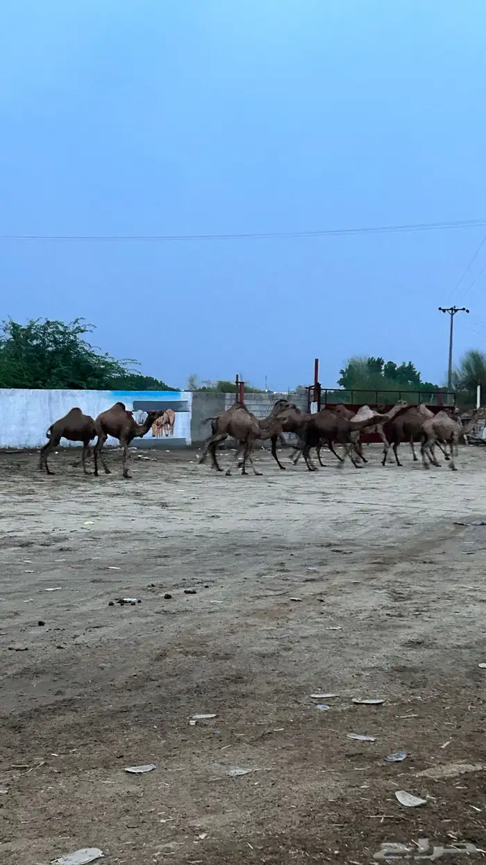 حواشي بلدي 4