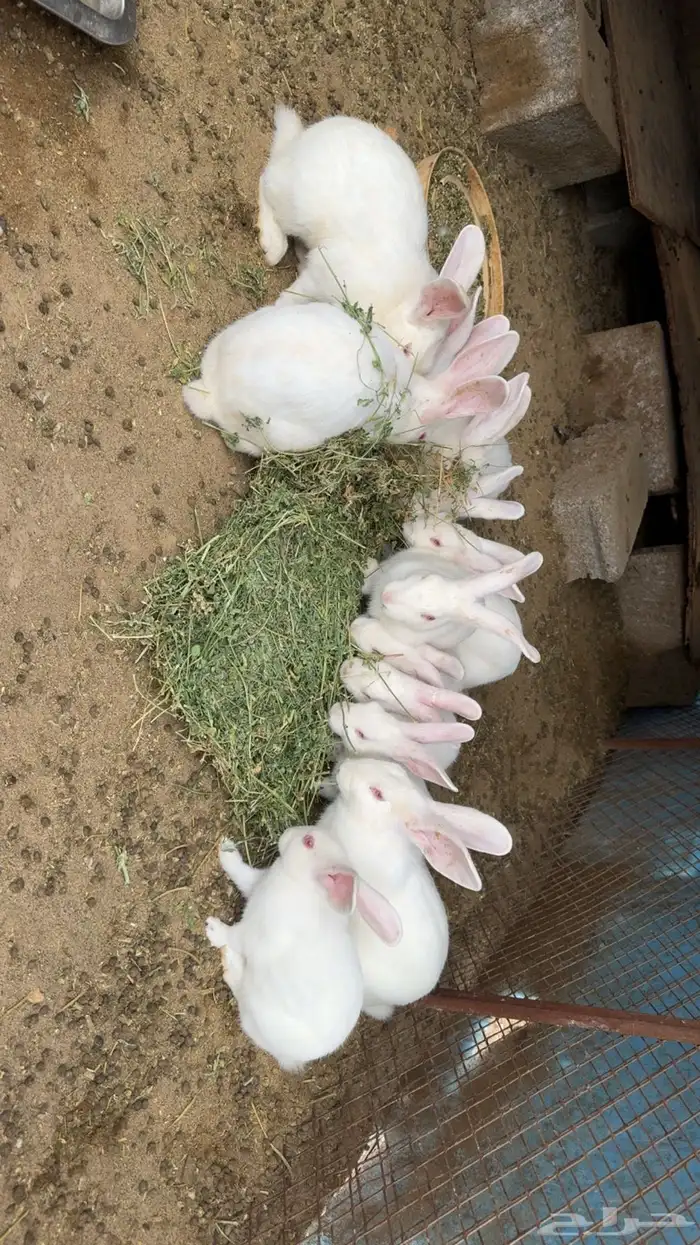 ارانب فرنسيه 1
