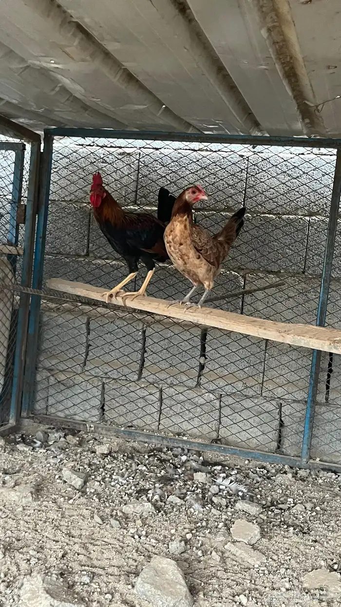 دجاج عربي فري اصيل 10