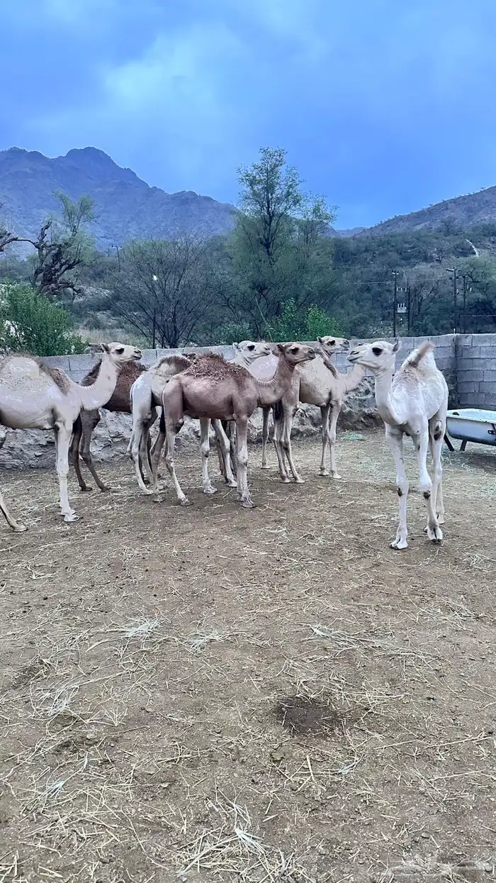 6 قعدان و4 بكار 0