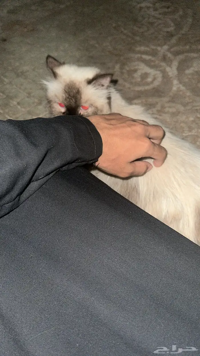 قطوه هيمالايا انثى 0
