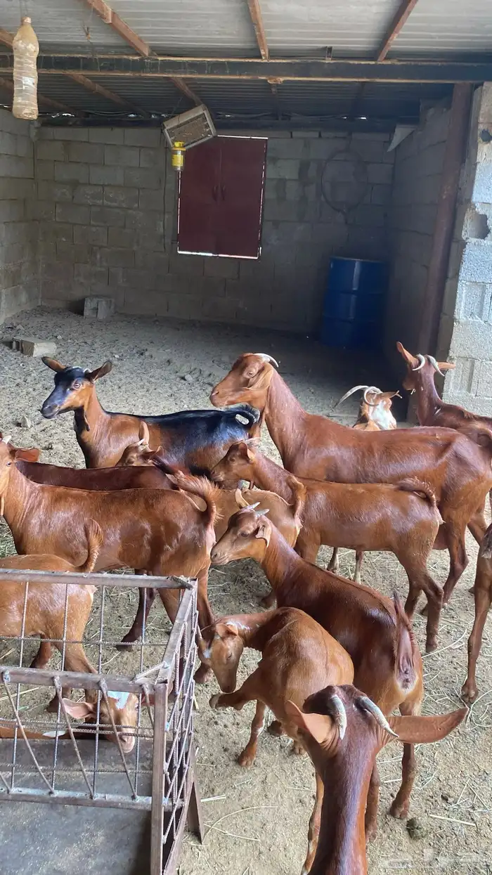 معزا دهم للبيع 6