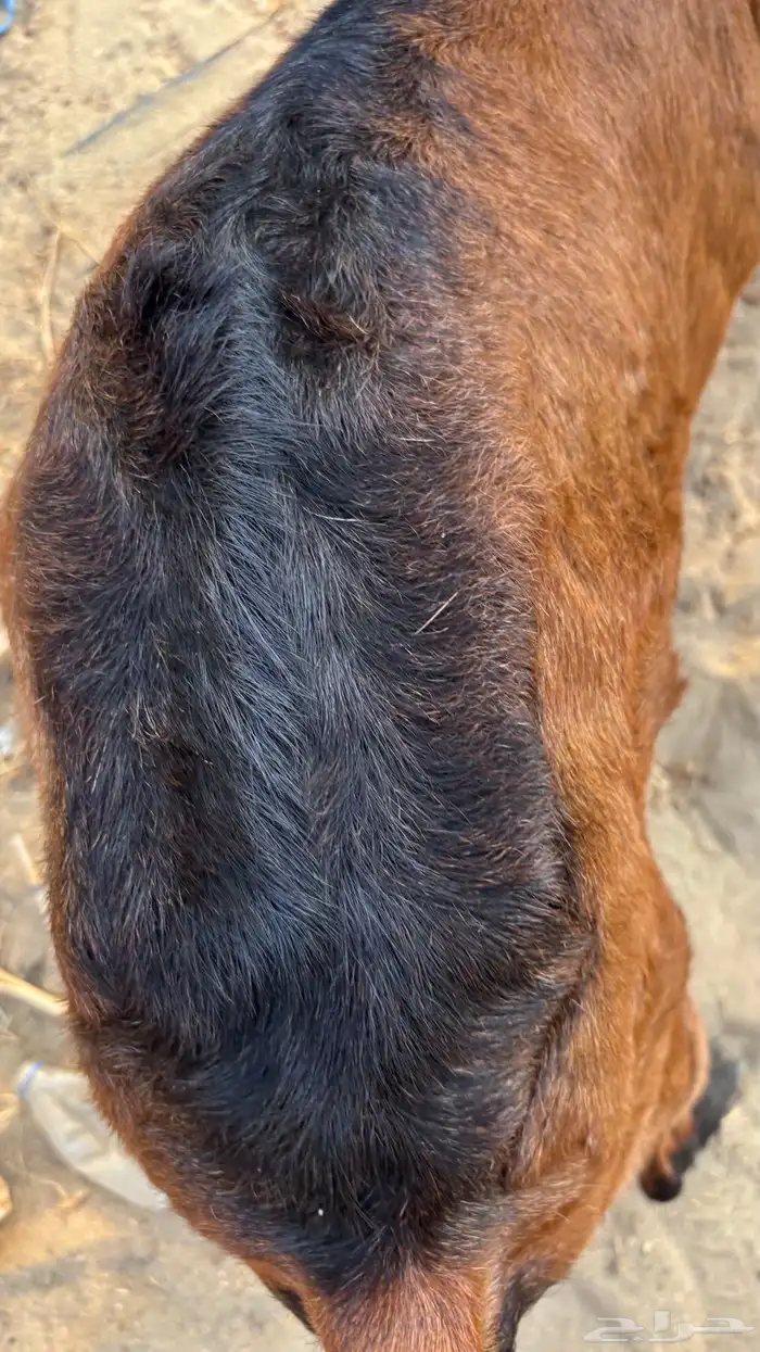 عنز دهماء مطوره 6