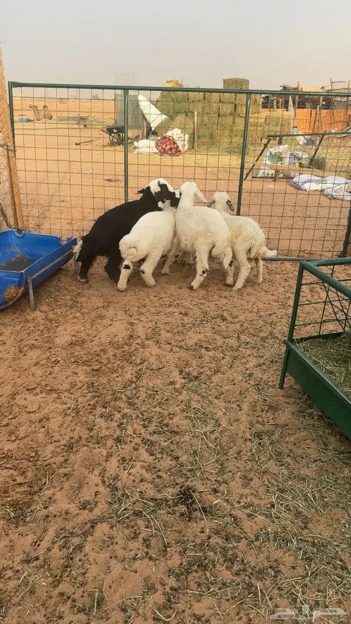 5 طليان تربيه 3