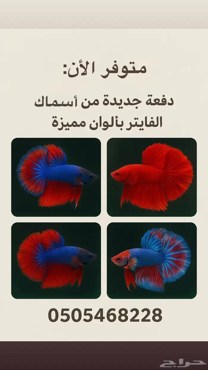 سمك فايتر الموقع الزلفي 0