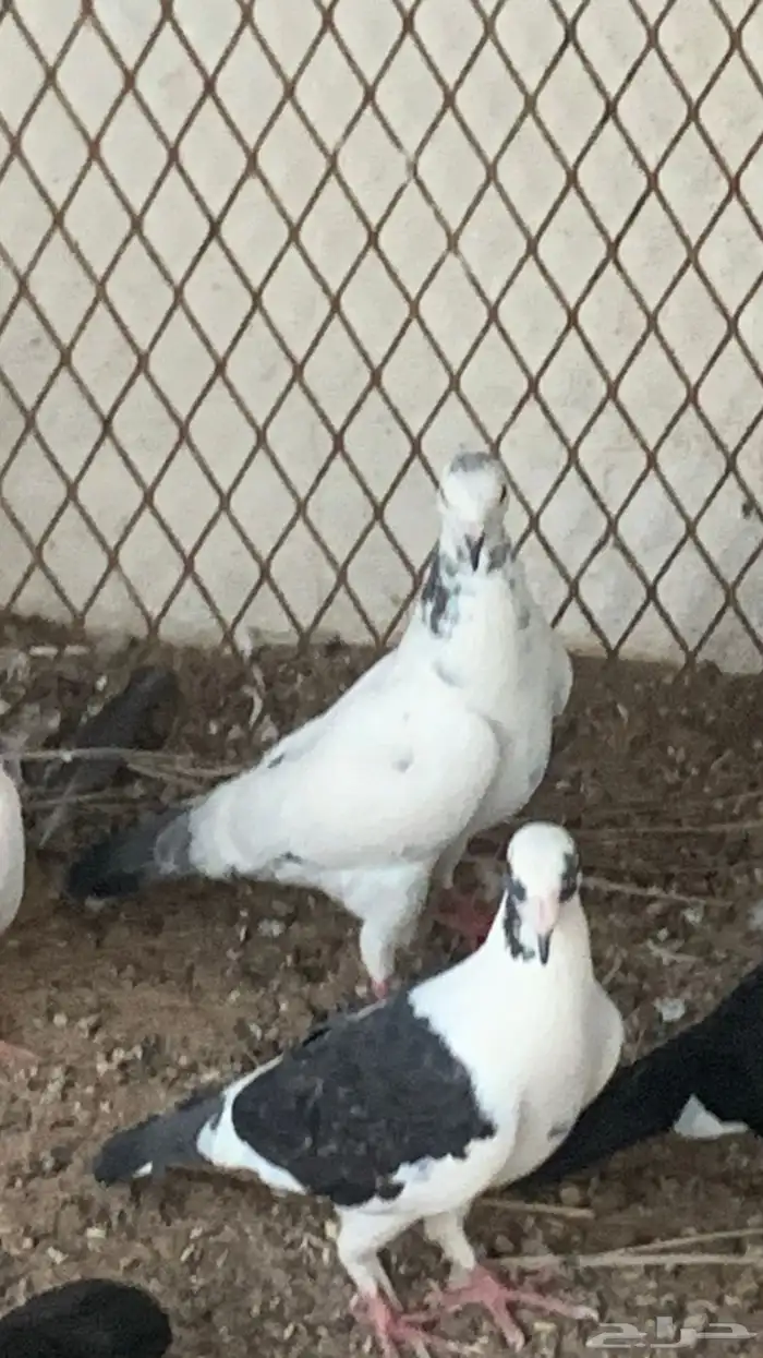 حمام 8