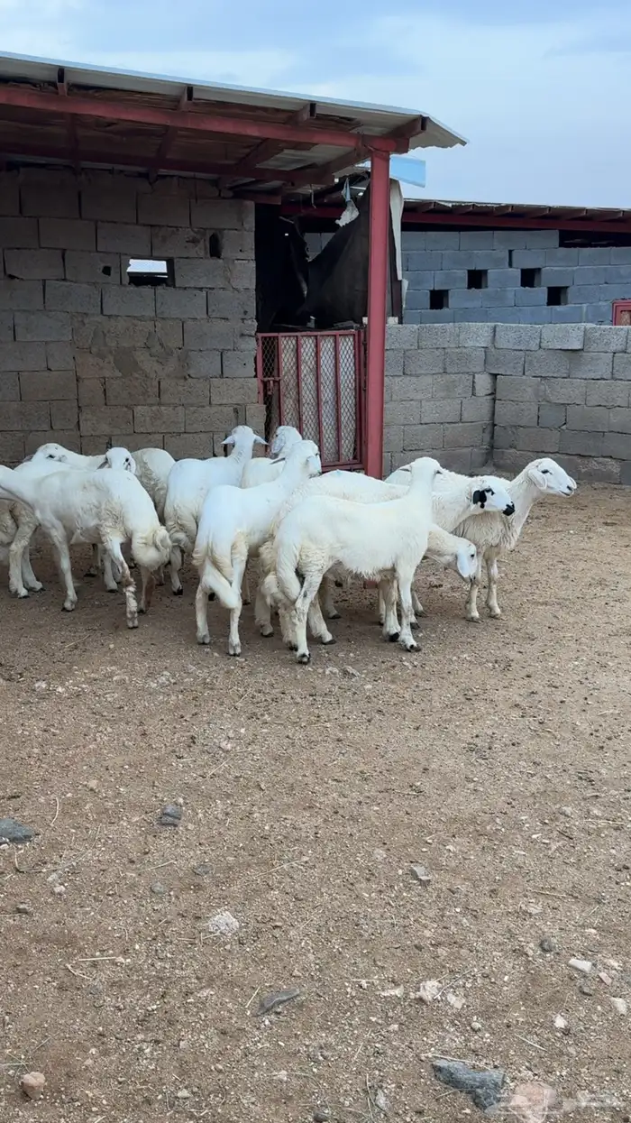 خرفان للبيع 0