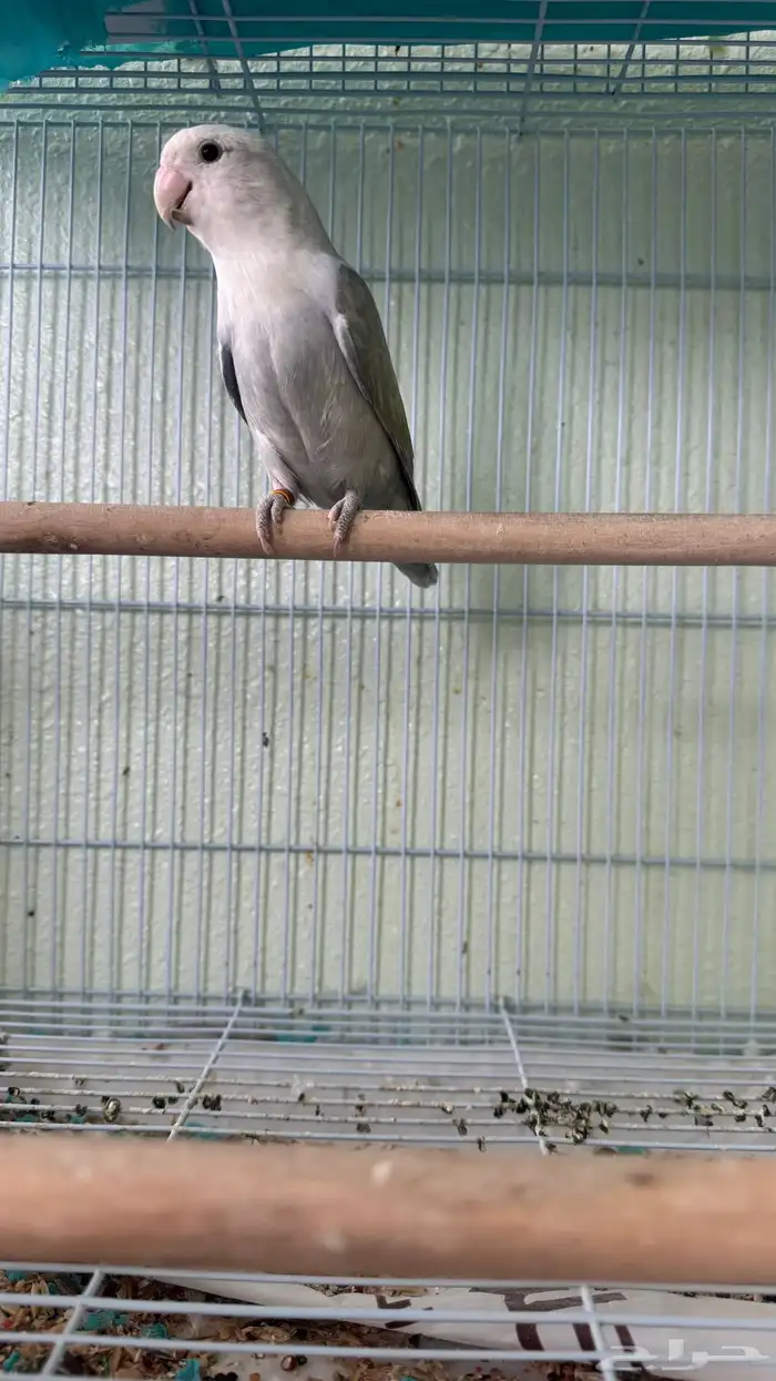 زوج روز منتج بشهادة 1