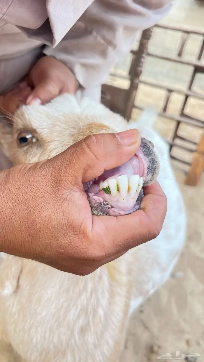 معز غزم 0