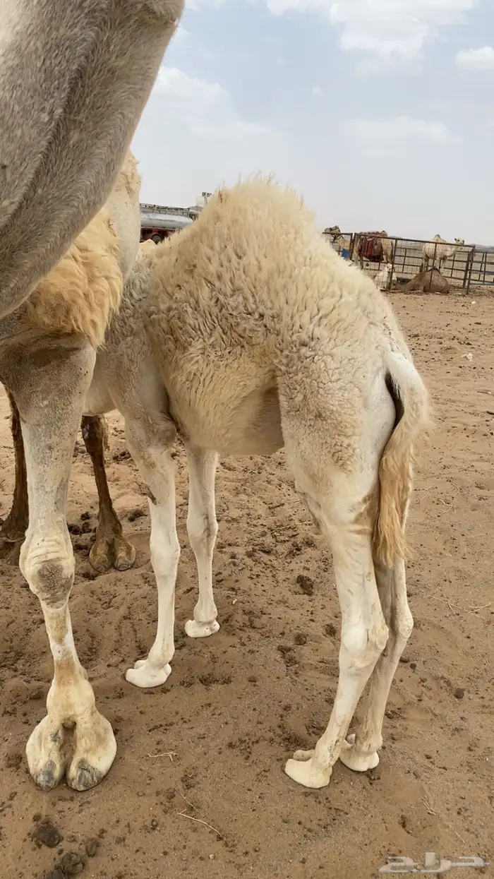 قعود عمره 3شهور و نص يرضع امه لباني 2