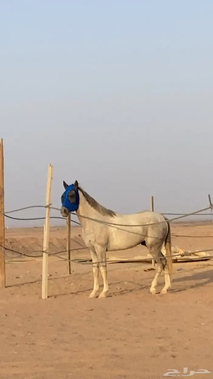 حصان 2