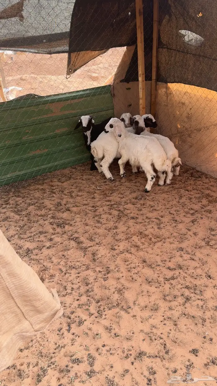 5 طليان تربيه 0