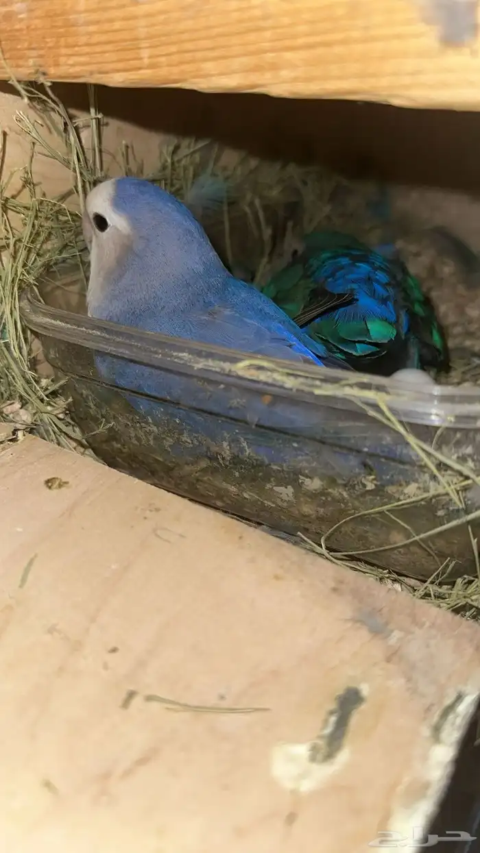 جوز روز اليف 0