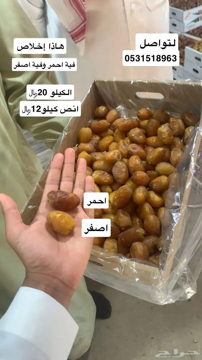 تمر تمور فاخرة 12