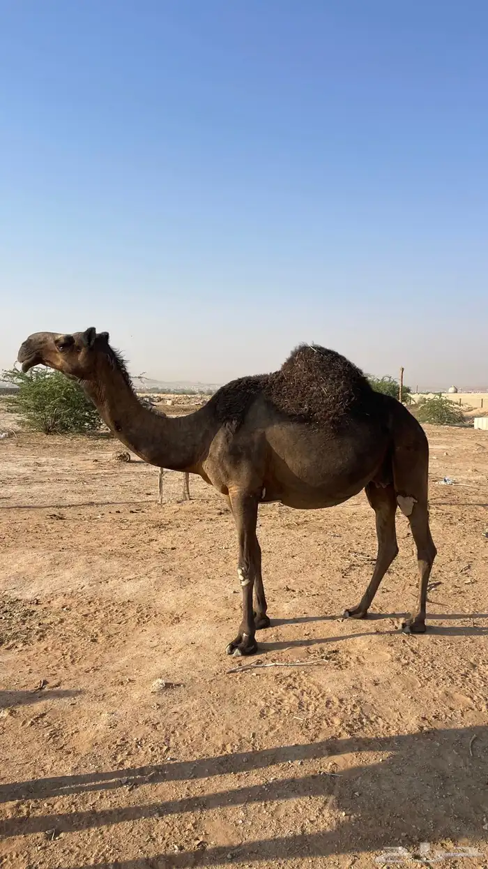 للبيع ناقة مجهم 0