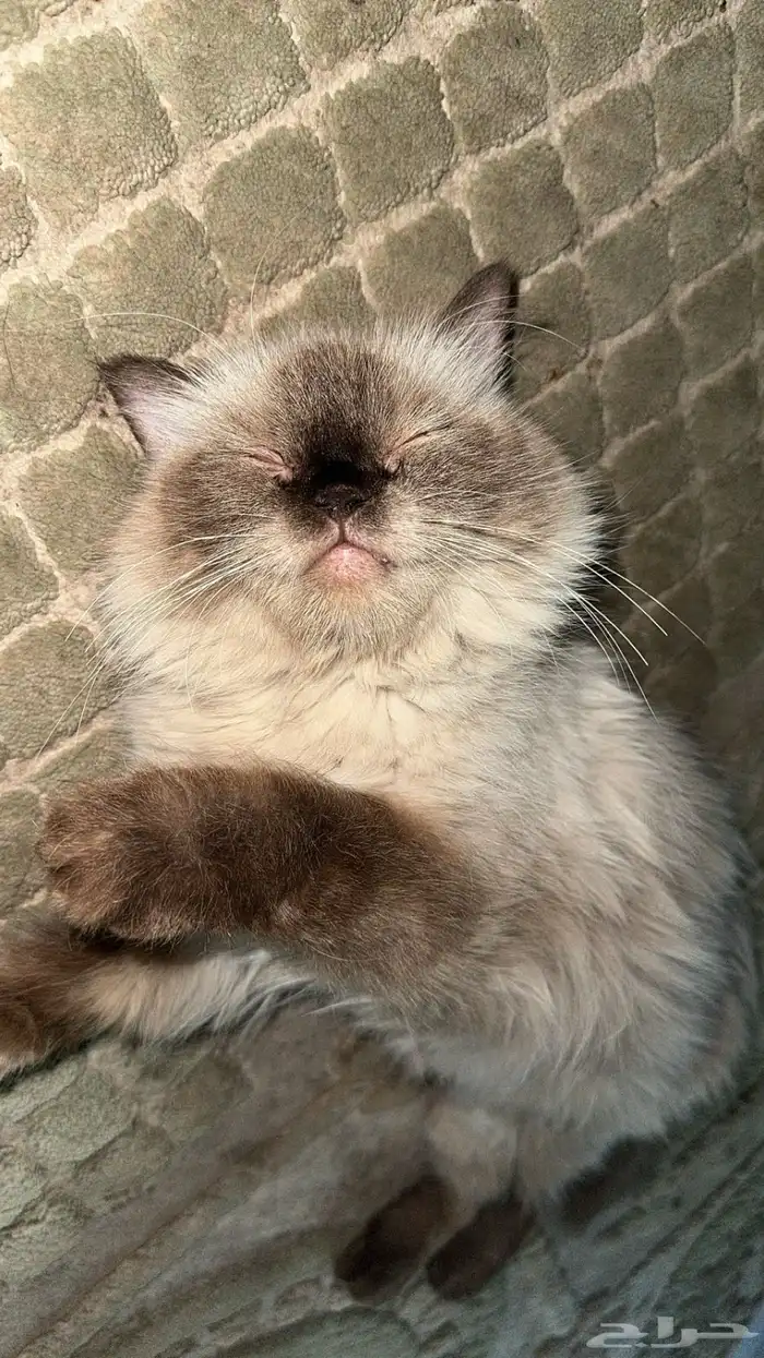 قطوه هيمالايا انثى 1