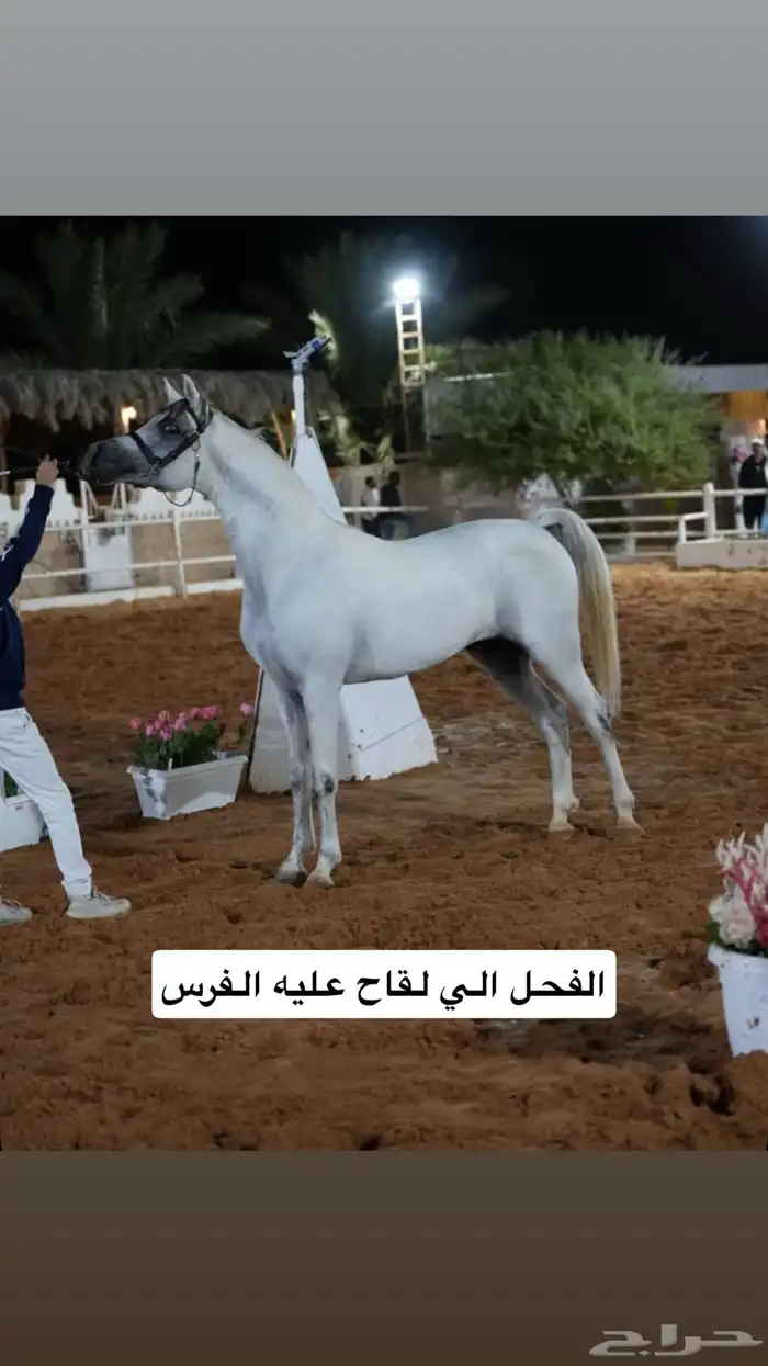 فرس شعبيه 4