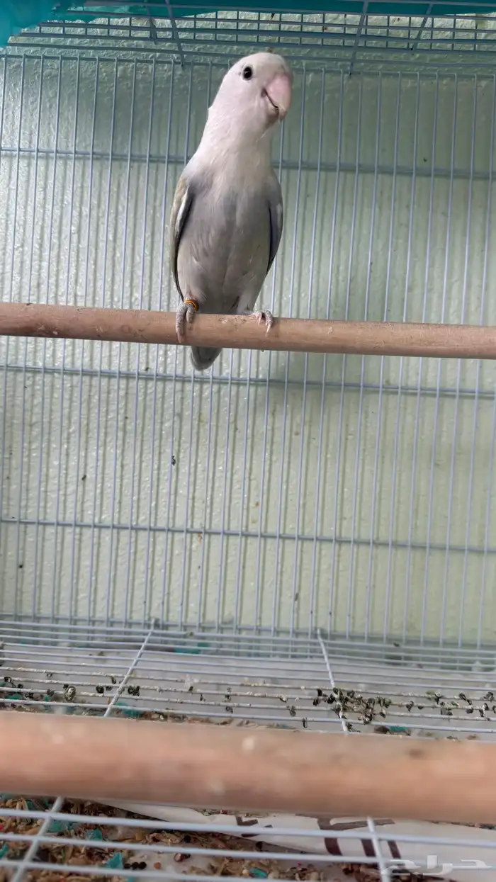 زوج روز منتج بشهادة 2