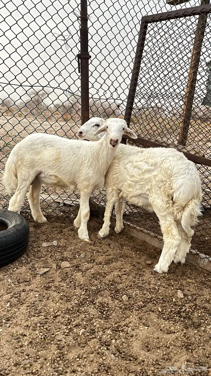2 طليان مقفله لحم وشحم 1