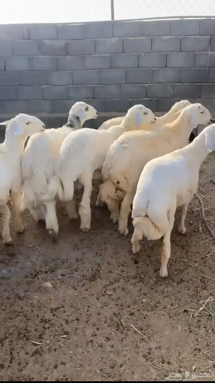 ذبايح حري جبر 1