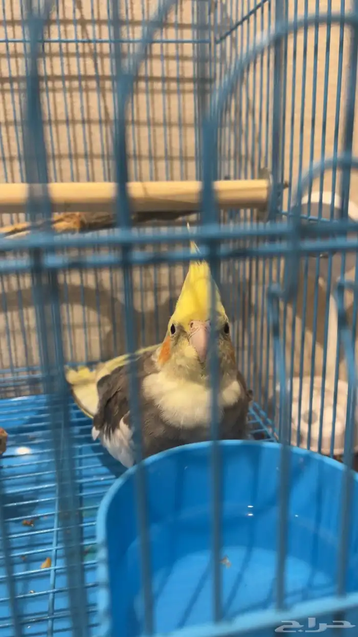 بغبغاء كروان كوكتيل ذكر فرخ 3